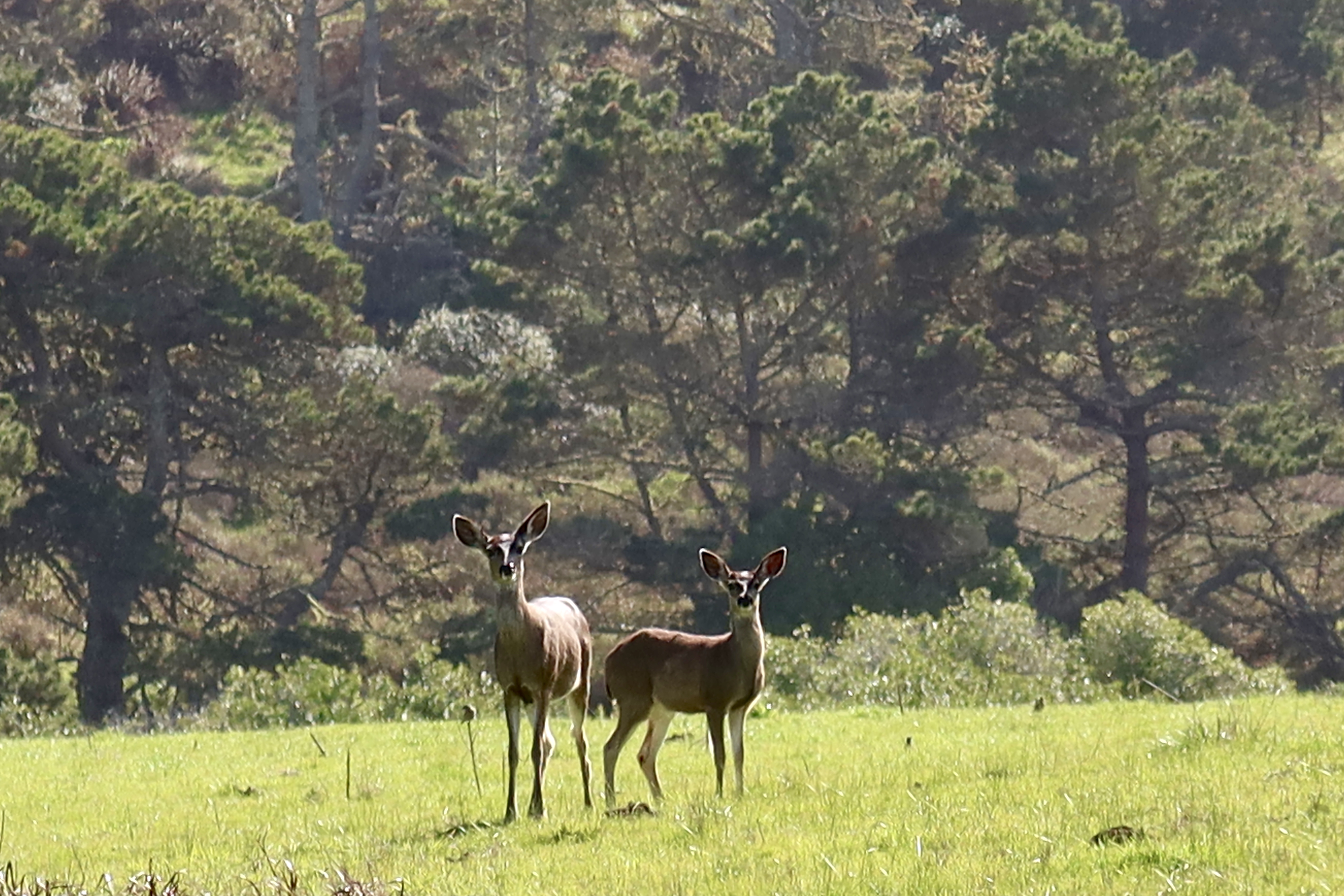 Point Reyes Kid What to do in Point Reyes National Seashore with kids – Fragole e Mirtilli