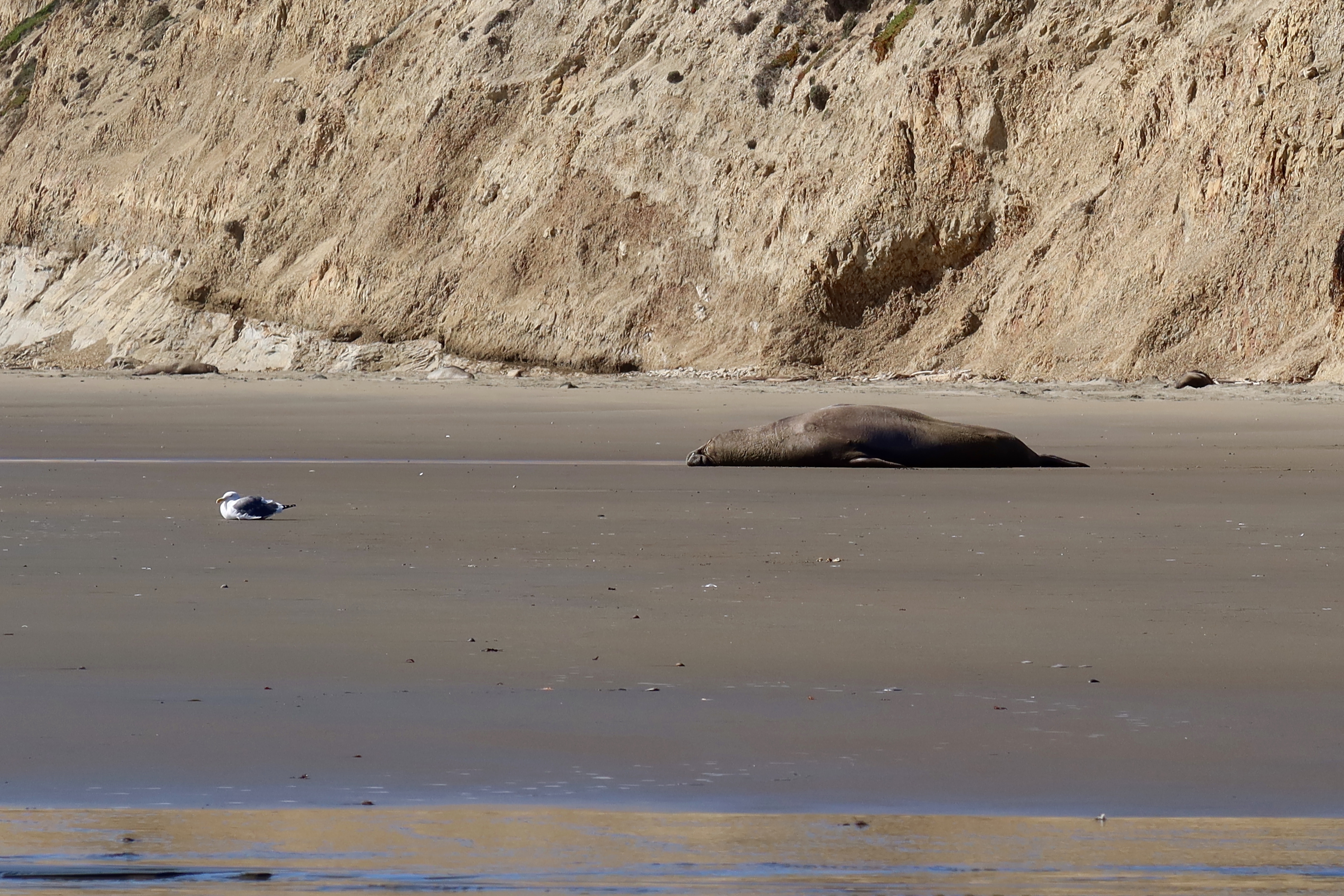 Point Reyes Kid What to do in Point Reyes National Seashore with kids – Fragole e Mirtilli