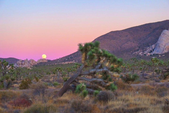 What to do in Joshua Tree National Park in one&nbsp;day